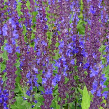 Salvia superba Queen of the Blues