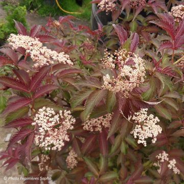 Sambucus nigra Serenade - Black Elder