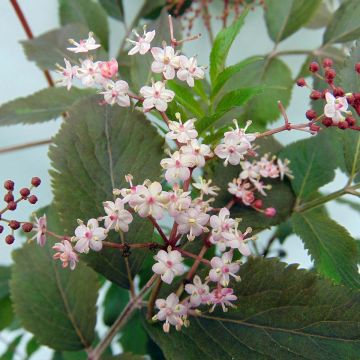 Sambucus nigra Thundercloud - Black Elder