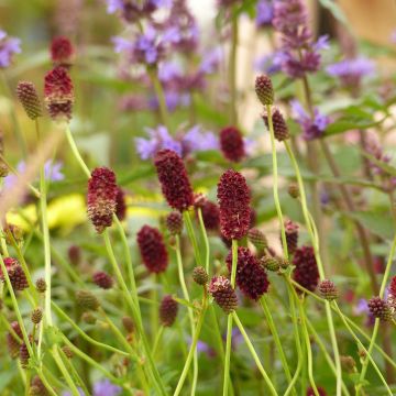 Sanguisorba officinalis Red Thunder