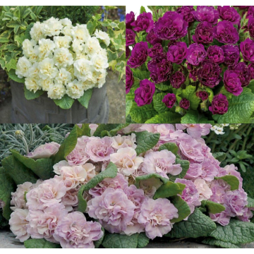 Selection of 3 double Primroses Belarina