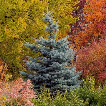 Picea pungens Blue Diamond - Blue Spruce