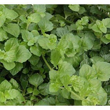 Satureja douglasii Indian Mint