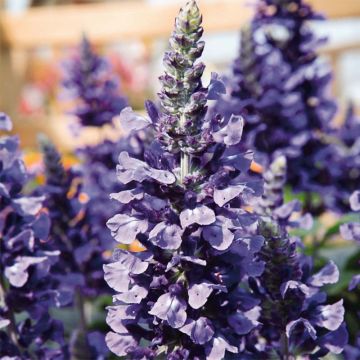 Salvia farinacea Mystic Spires Blue Improved
