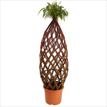 Brown woven wood willow - domed shape