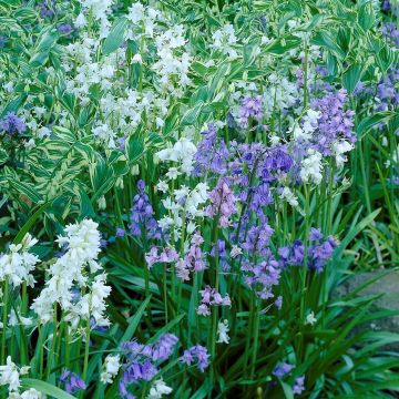 Blue/white Spanish Hyacinth collection