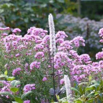 Aster novae-angliae Rosa Sieger