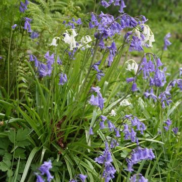 White-Blue Bluebell Collection