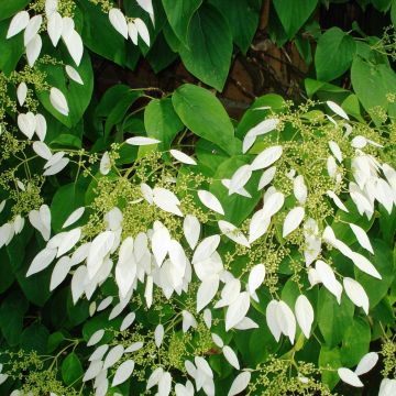 Schizophragma integrifolia - Hydrangée à feuilles entières