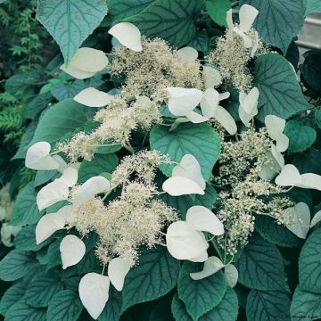 Schizophragma hydrangeoïdes Moonlight