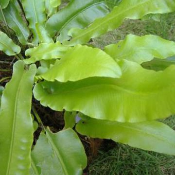 Phyllitis scolopendrium