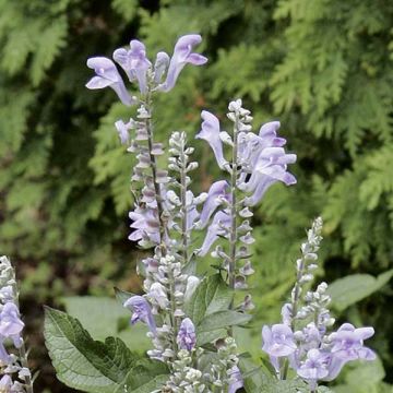 Scutellaria incana