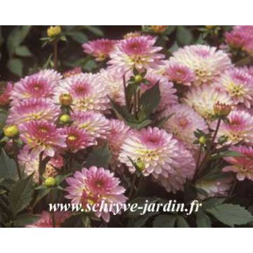 Dahlia Secret Glow