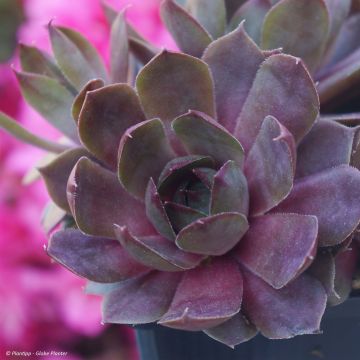 Sempervivum Chick Charms Plum Parfait