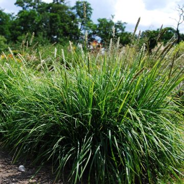 Sesleria autumnalis