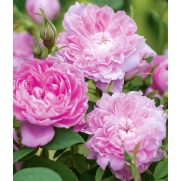 Rosa x pimpinellifolia 'Sir Walter Scott' - English Rose