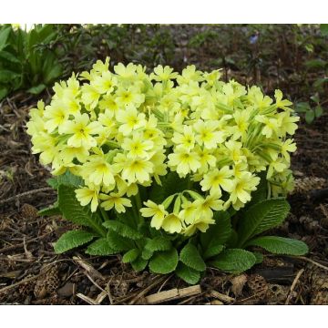 Primula Colibri Light Yellow - Oxlip