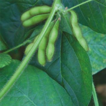 Glycine hispida 