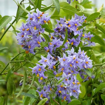 Solanum crispum Glasnevin