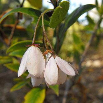 Sollya heterophylla Alba