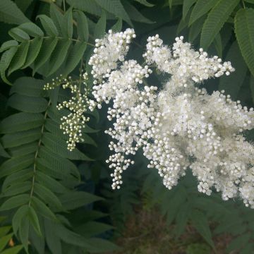 Sorbaria sorbifolia 