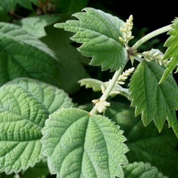 Boehmeria platanifolia - False Nettle