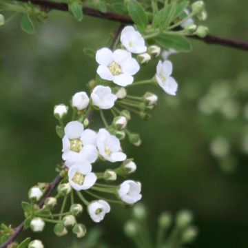 Spiraea cinerea Graciosa