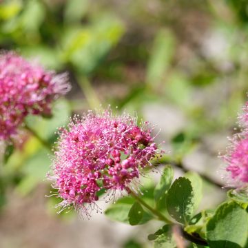 Spiraea densiflora var. splendens