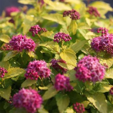 Spiraea japonica Double Play Gold