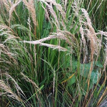 Stipa calamagrostis