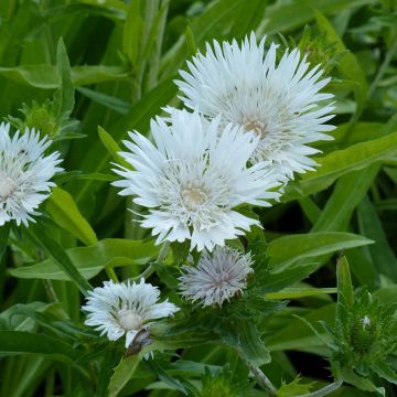 Stokesia laevis Traumerei