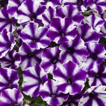 Petunia Supertunia Vista Violet Star