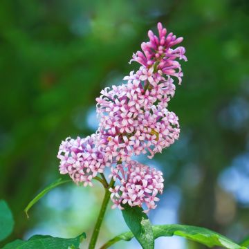 Syringa josikae