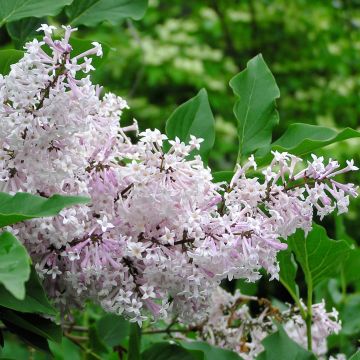 Syringa patula Miss Kim - Lilac