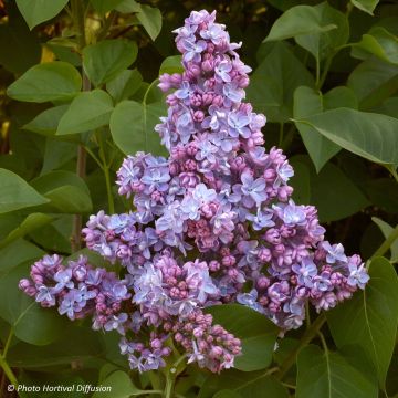 Syringa vulgaris Président Grevy