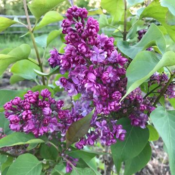 Syringa vulgaris Prince Wolkonsky - Common Lilac