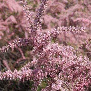 Tamarix parviflora