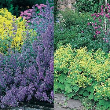 Yellow and Blue Carpet – Lady's Mantle and Catmints