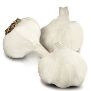 Therador White Garlic - Allium sativum