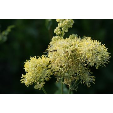 Thalictrum sphaerostachyum - Meadow-rue