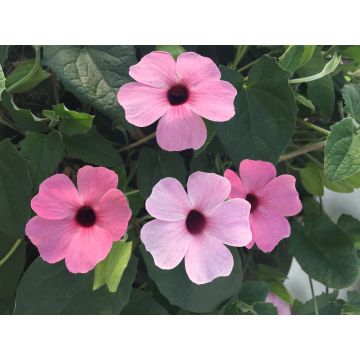 Thunbergia alata Sunny Suzy Rose Sensation