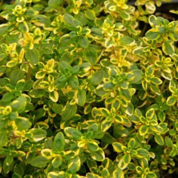 Thymus citriodorus Aureus - Lemon Thyme