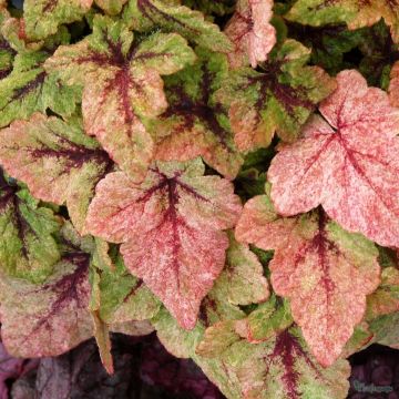 Tiarella Mystic Mist