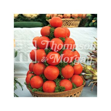 Tomato Alicante