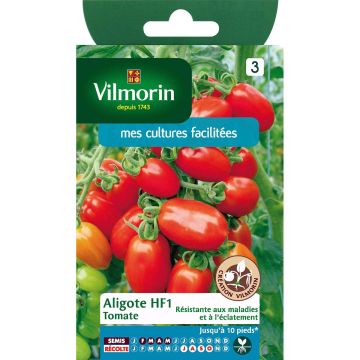 Tomato Aligote F1 - Vilmorin seeds