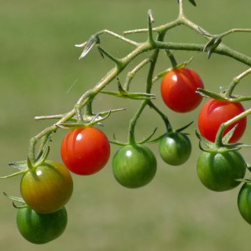 Tomato Apéro F1  in GRAFTED ORGANIC - Cherry