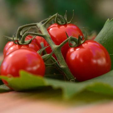 Tomato Grafted Harmony F1 plants