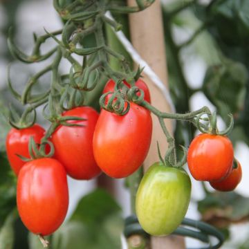 Tomato Tutti Frutti