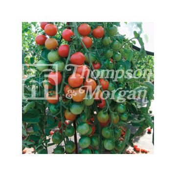 Tomato Cherrola F1