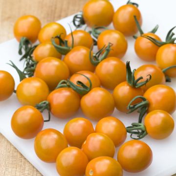 Tomato Orange Cherry